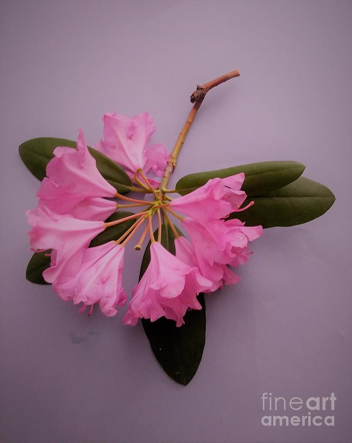 Rhododendrons Just a twig Painting by Rita Brown