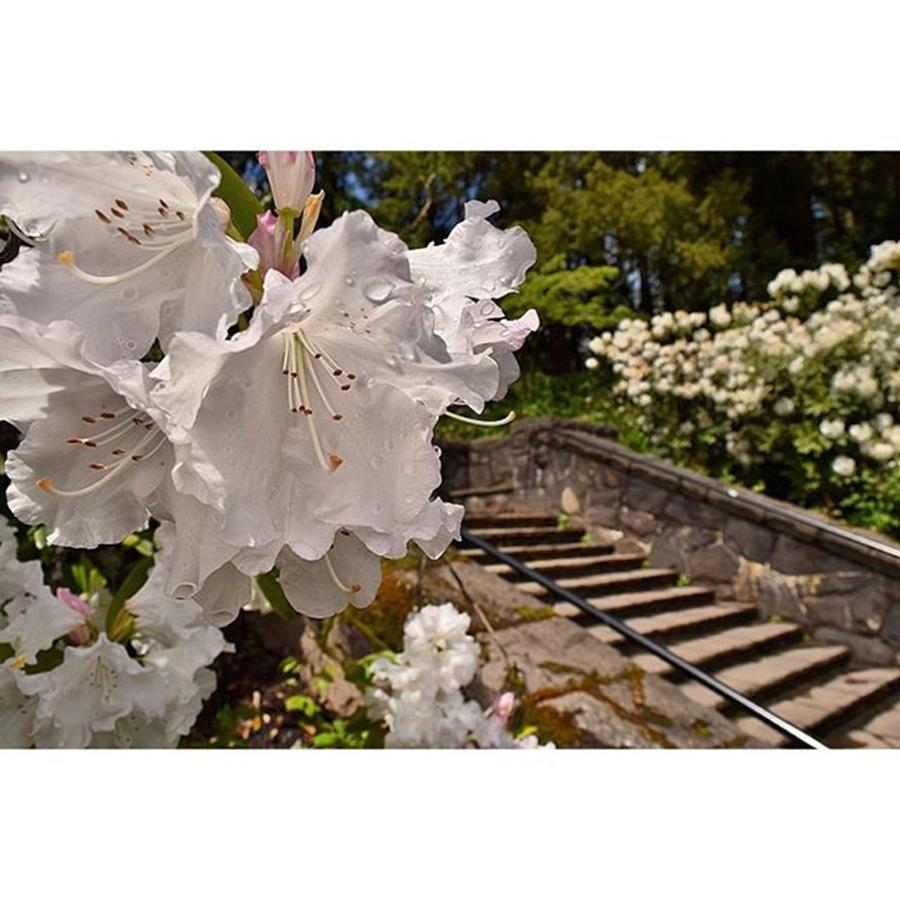 Rhododendrons Looking Beautiful In Photograph by Mike Warner