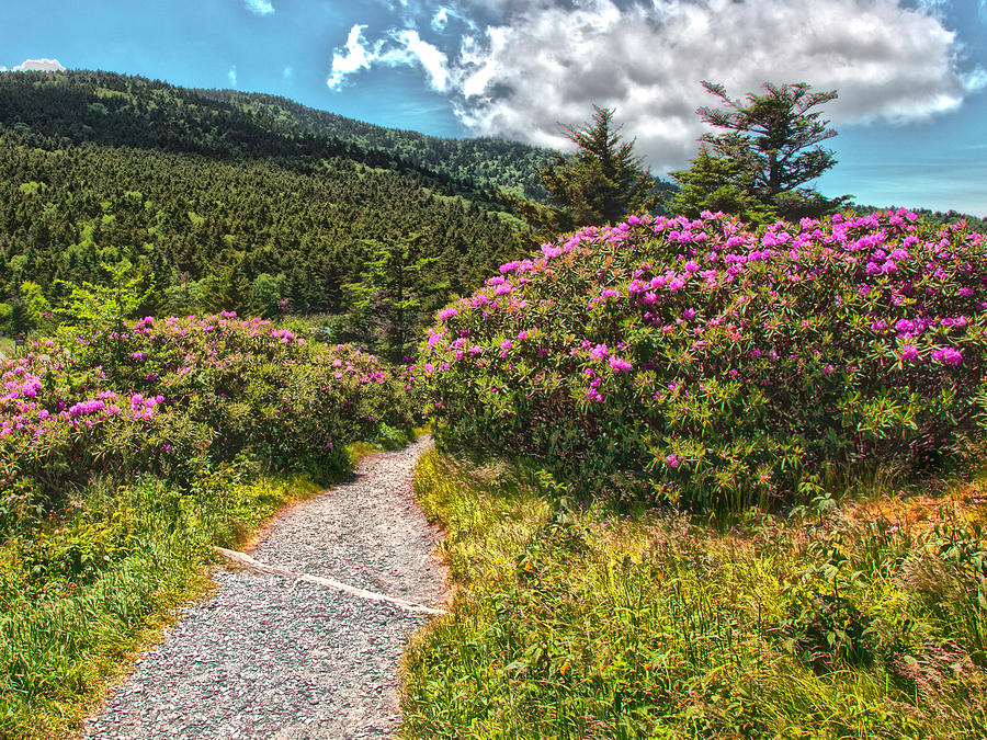 Rhododendrons on the AT Photograph by Kevin Senter