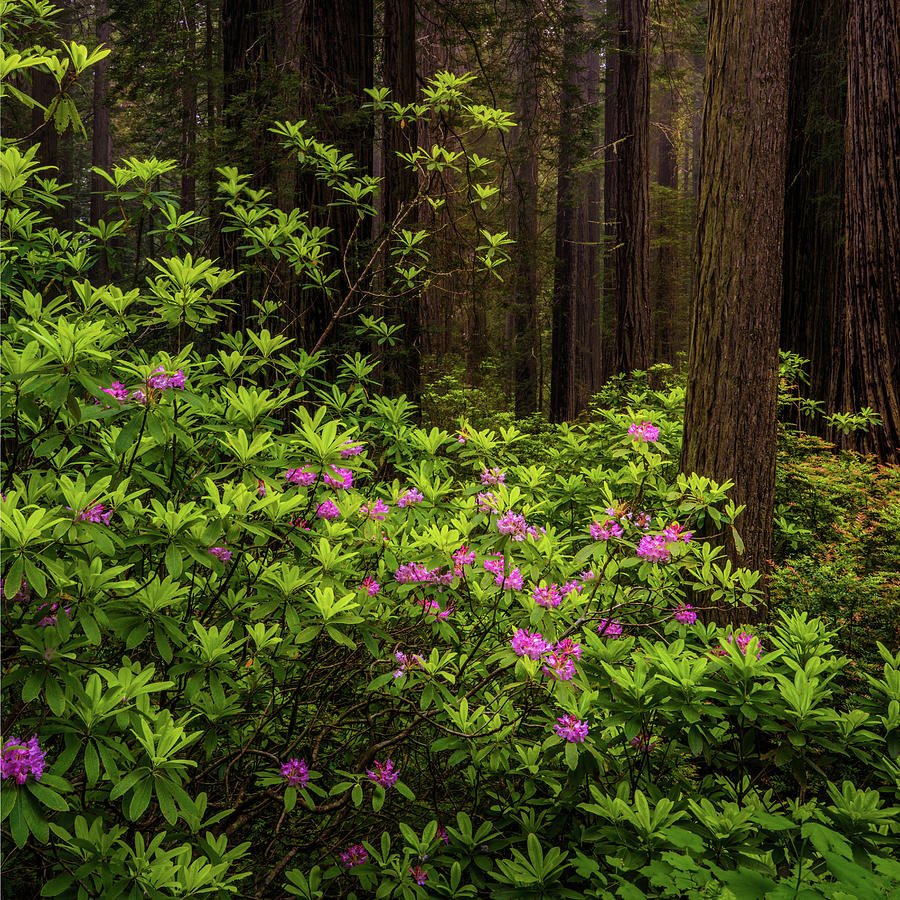 Rhododendrons.  Redwood National Park, California Photograph by TL Mair