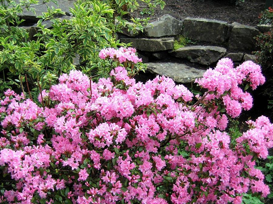 Rhododendrons Photograph by Will Borden