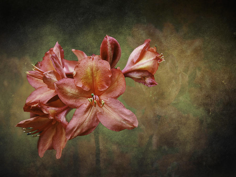 Rhododenron Photograph