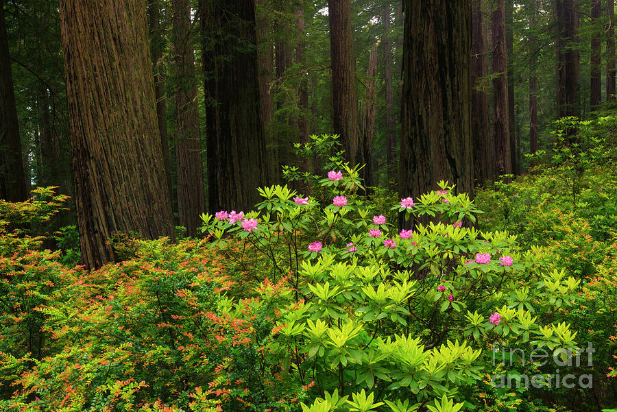 Rhodys And Redwood Photograph