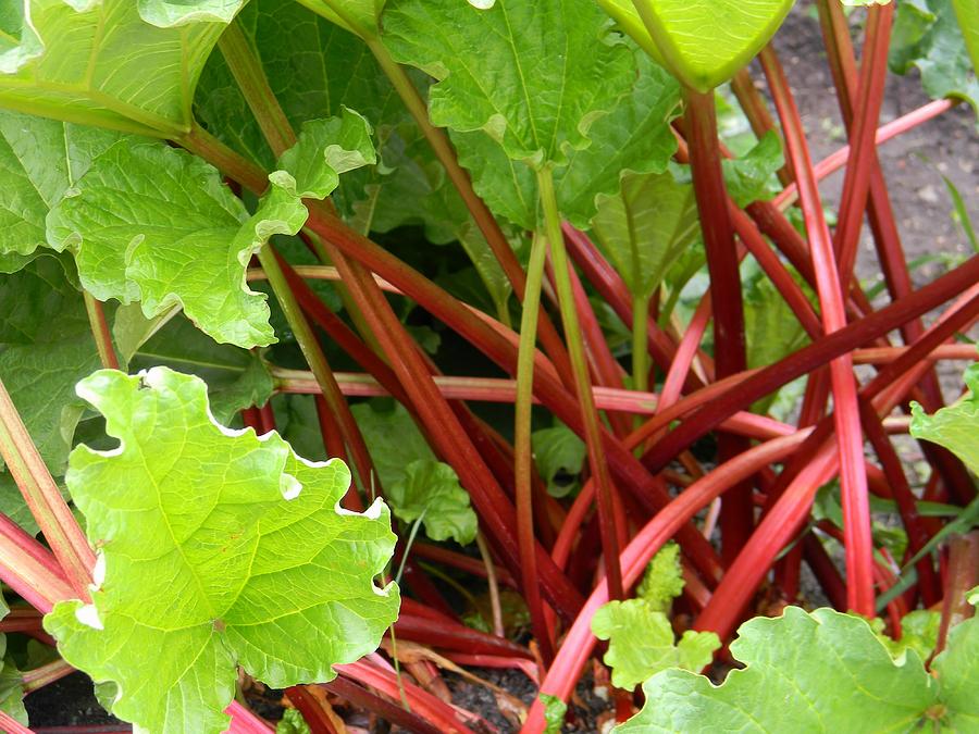 Rhubarb Color Photograph by Warren Thompson