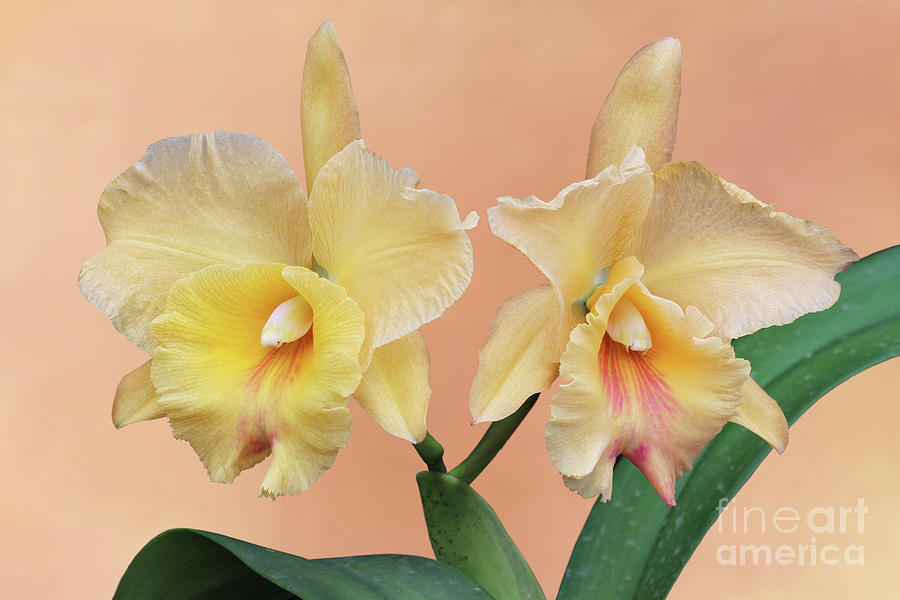 Rhyncholaeliocattleya Yasuji Takasaki Orchid V2 by Judy Whitton Rhyncholaeliocattleya Yasuji Takasaki Orchid V2 by Judy Whitton