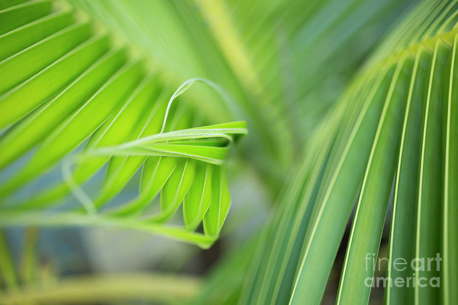 Rhythm of a Palm Frond by Charmian Vistaunet Rhythm of a Palm Frond by Charmian Vistaunet