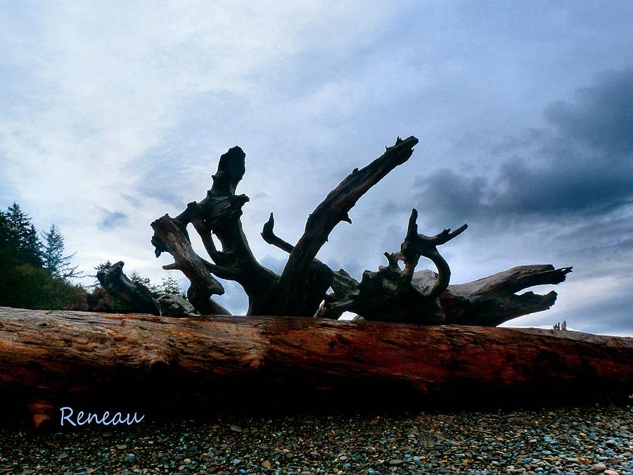 Rialto Beach Driftwood 1 Photograph by A L Sadie Reneau