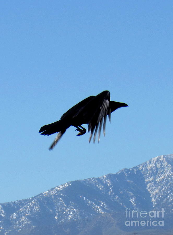 Rialto Raven Flight Photograph by Joshua Bales