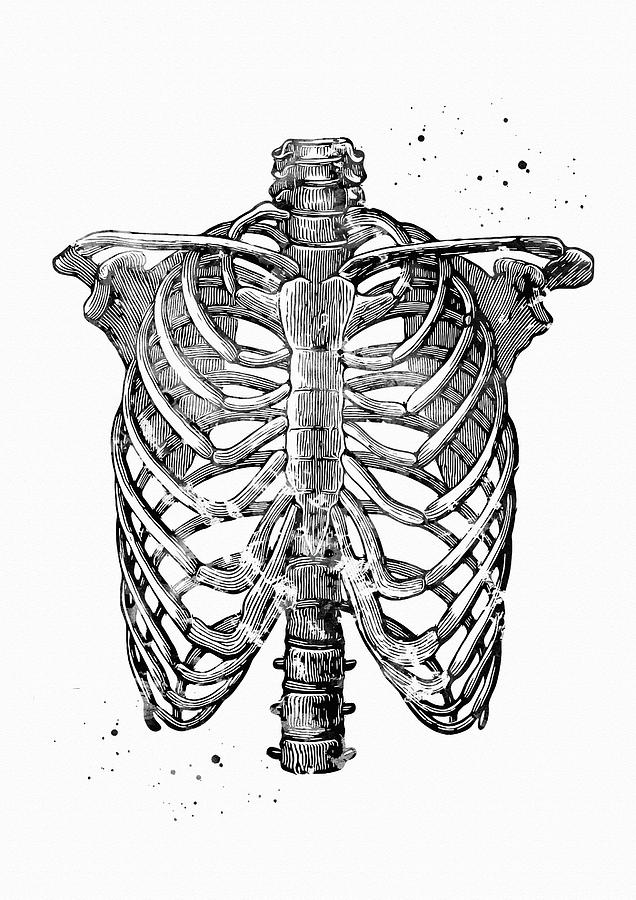 drawing of rib cage