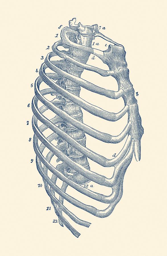 Rib Cage Diagram - Vintage Anatomy Print Drawing by Vintage Anatomy Prints