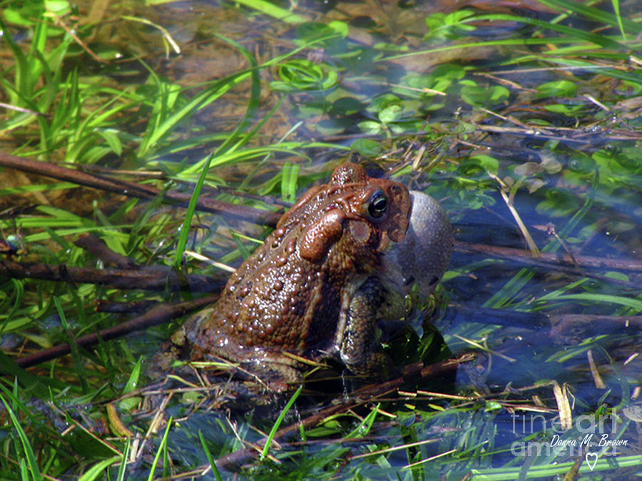 Toad Photograph - Rib-it by Donna Brown