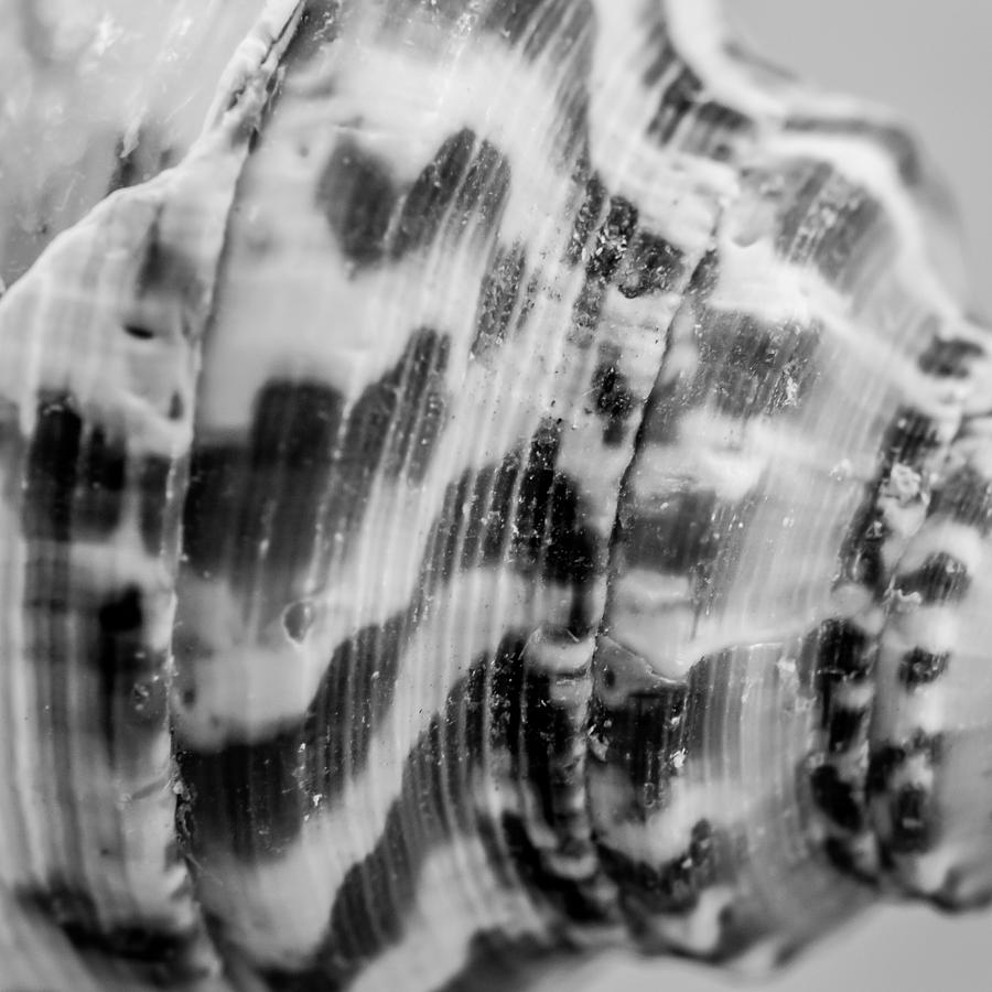 Ribbed Cantharus Shell Photograph by Hermes Fine Art