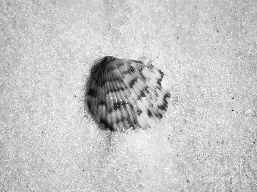 Shell Photograph - Ribbed Sea Shell in Fine Wet Sand Macro Black and White by Shawn OBrien