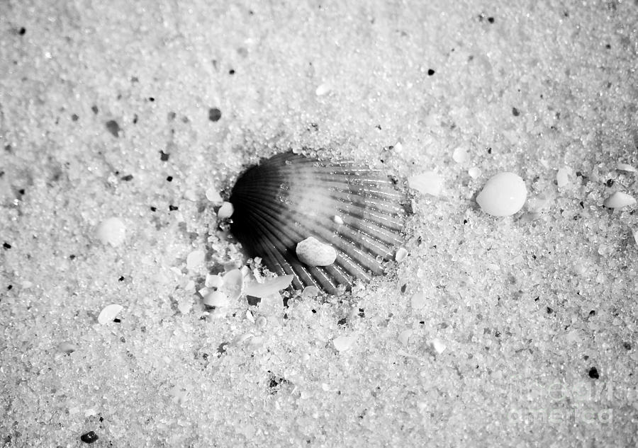 Ribbed Sea Shell Macro Buried in Fine Wet Sand Black and White Photograph by Shawn OBrien