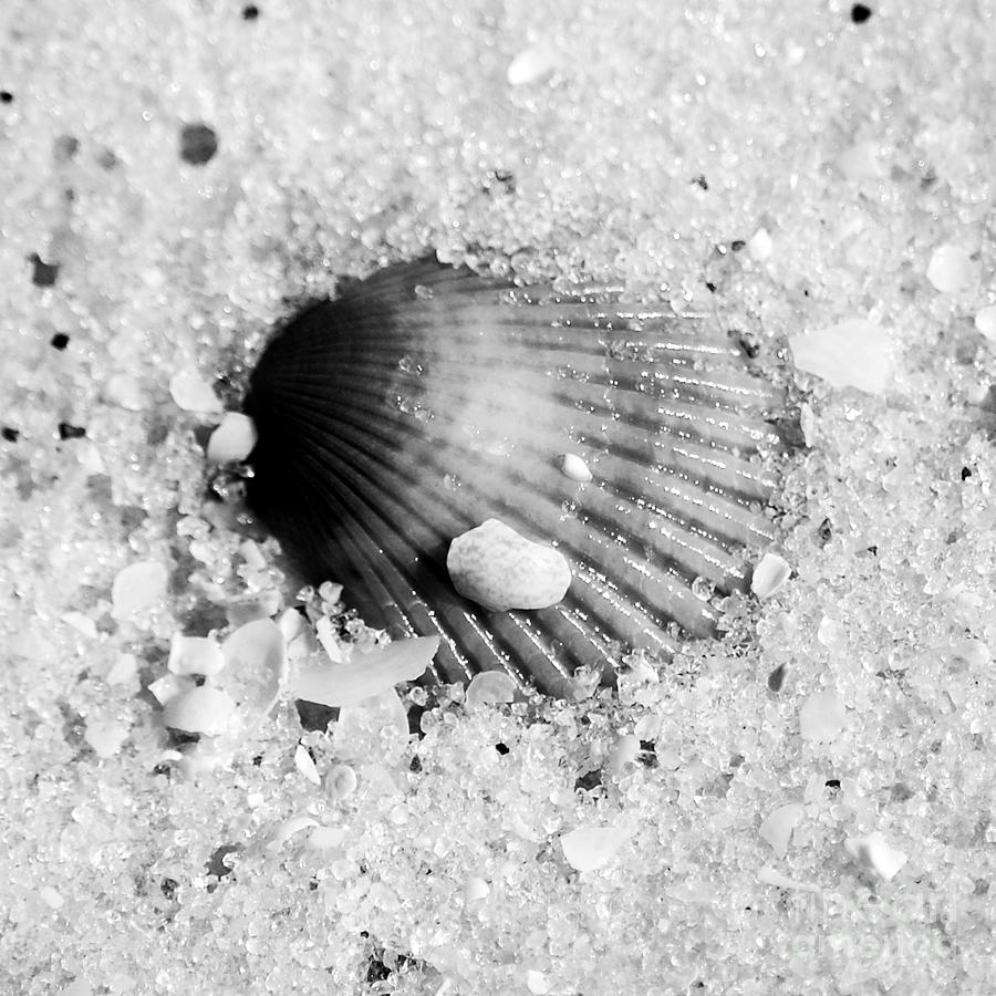 Ribbed Sea Shell Macro Buried in Fine Wet Sand Square Format Black and White Photograph by Shawn OBrien