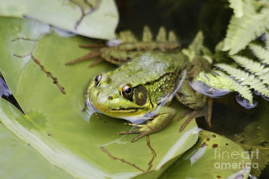 Nature Photograph - Ribbet In The Pond by Deborah Benoit