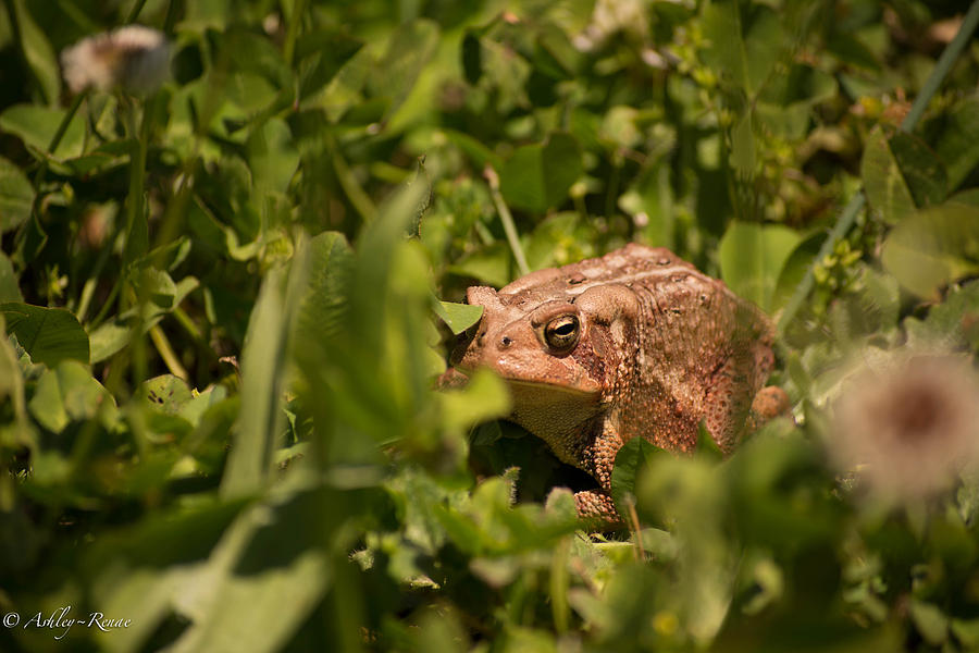 Ribbit Photograph By Ashley Adams Fine Art America