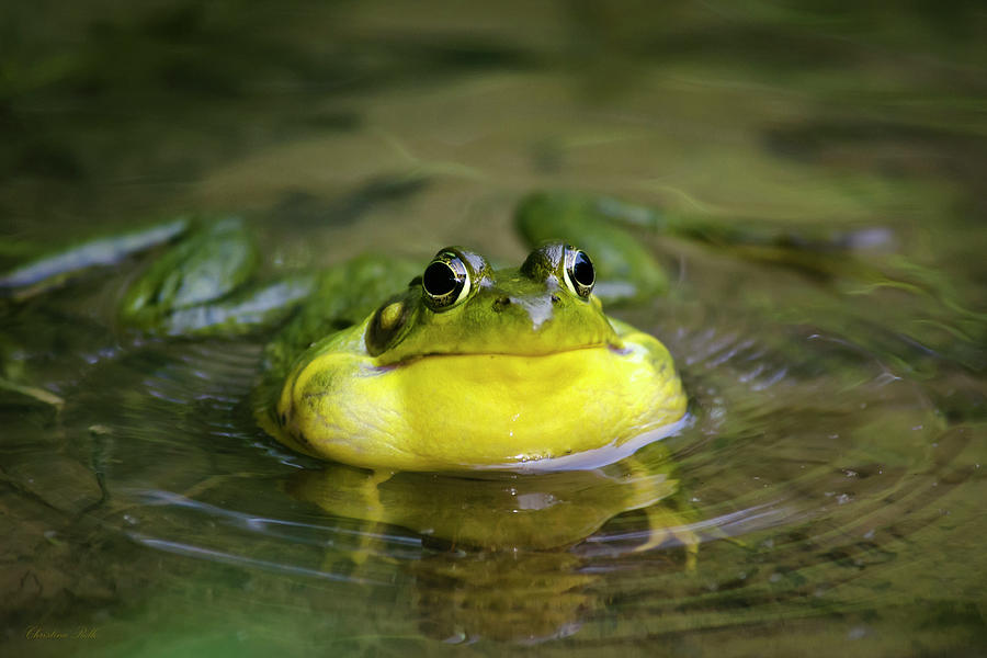 Ribbit Frog Photograph by Christina Rollo