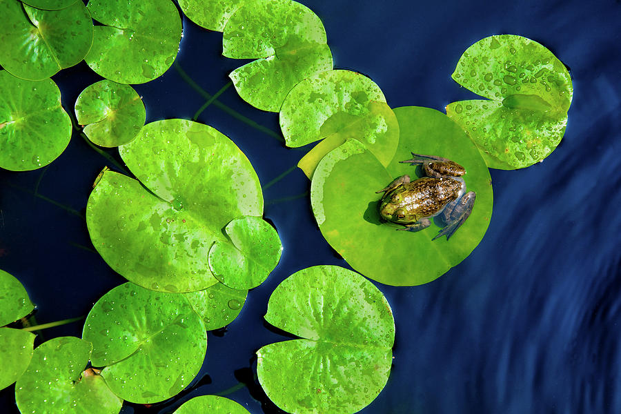 Ribbit Photograph by Greg Fortier
