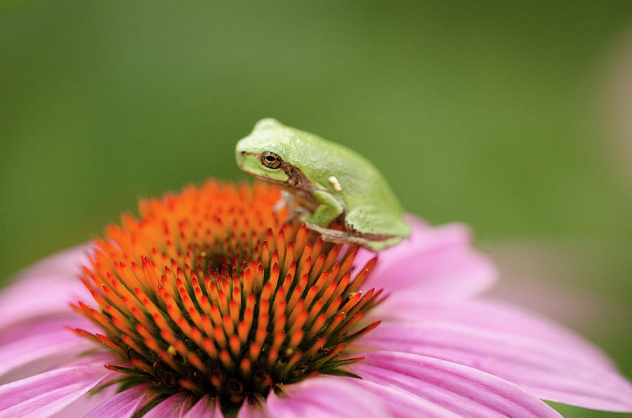 Ribbit by Nikki Watson McInnes Ribbit by Nikki Watson McInnes