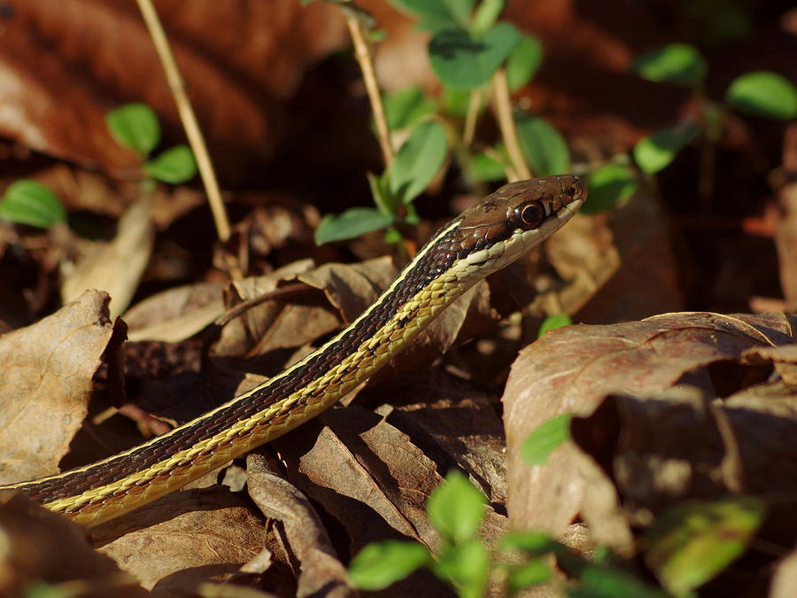 Ribbon Snake Photograph by Aaron Rushin | Fine Art America