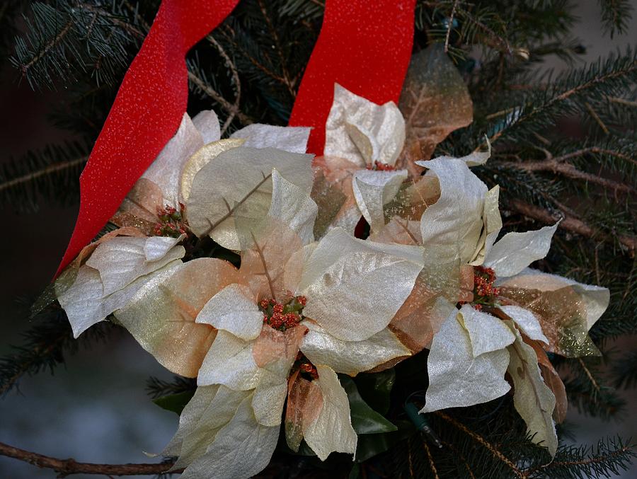 Ribbons and Bows Photograph by Hella Buchheim