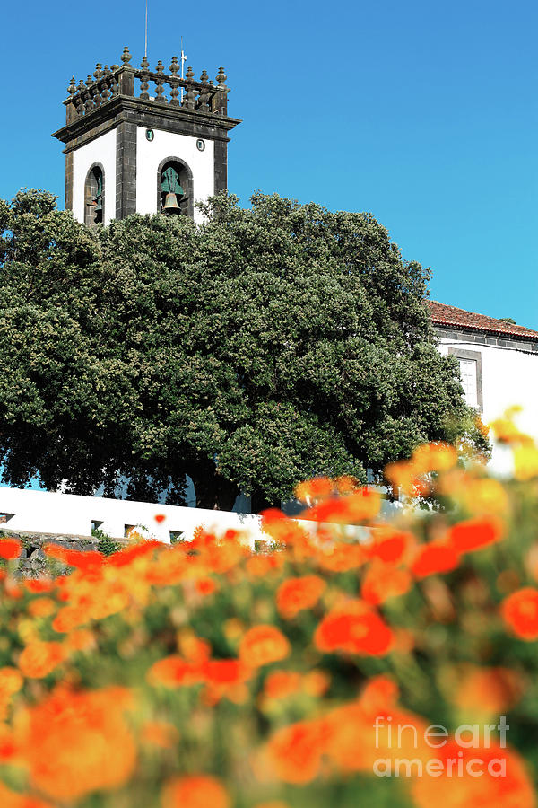 Flower Photograph - Ribeira Grande - Azores by Gaspar Avila