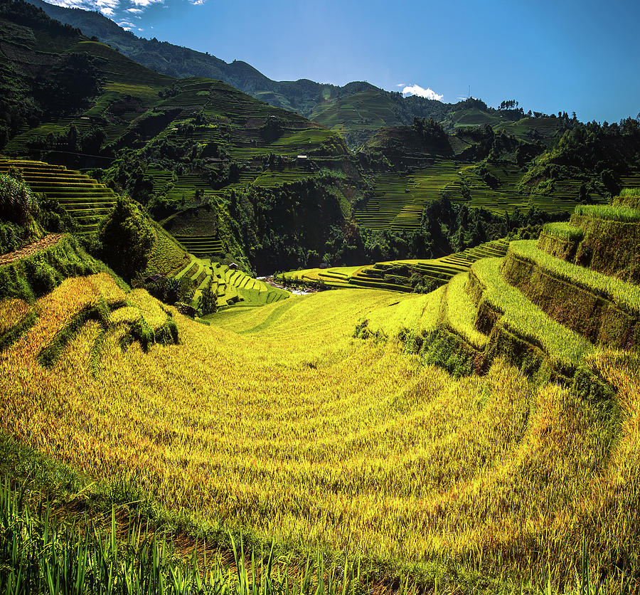Rice field and rice terrace in Mu cang chai Photograph by Anek Suwannaphoom