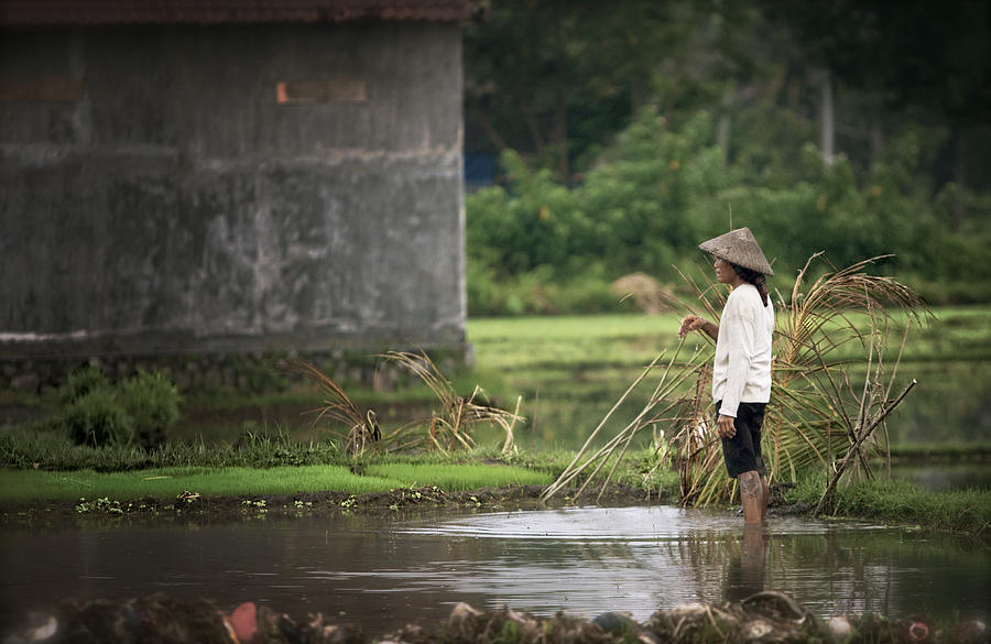 Rice Field Photograph - Rice field Bali by Jamie Cain