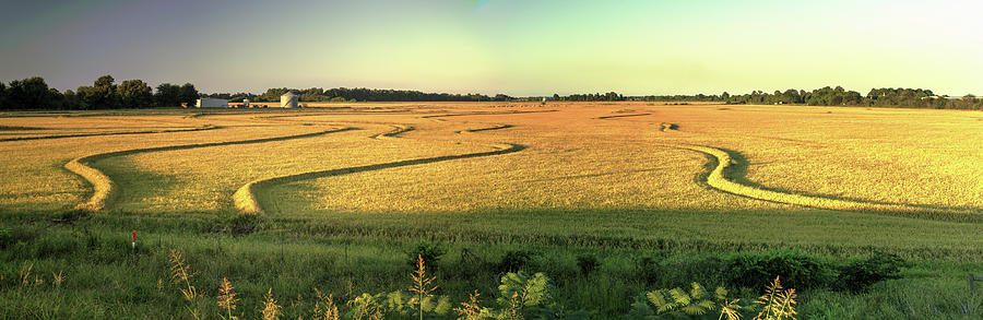 Rice Field in Arkansas Delta Country Photograph by Douglas Barnett