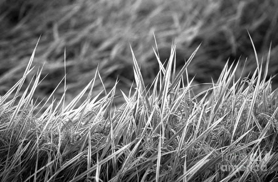 Farm Photograph - Rice Field Japan by Arni Katz