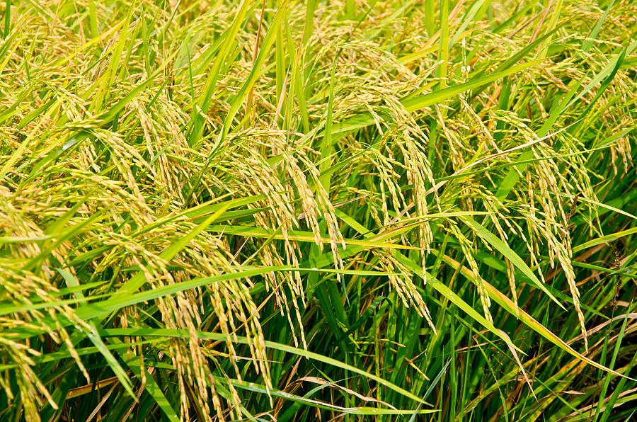 Rice field Photograph by Penchan Pumila - Fine Art America