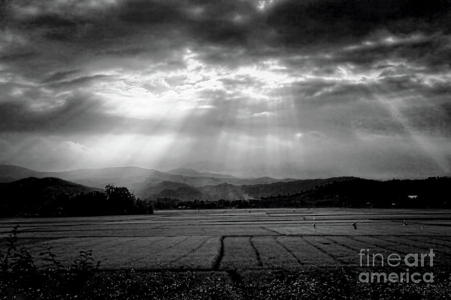 Rice field Rays  Photograph by Chuck Kuhn