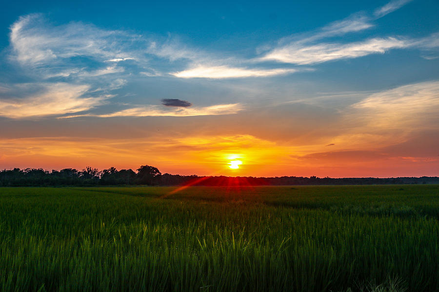 Rice Field Sunset Photograph By Jessica Lambert