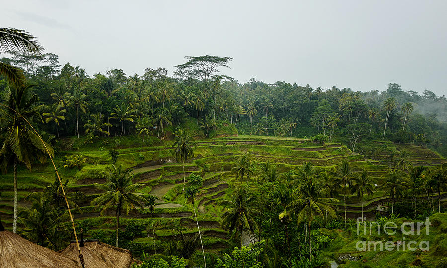 Bali Rice Field Terraces Photograph