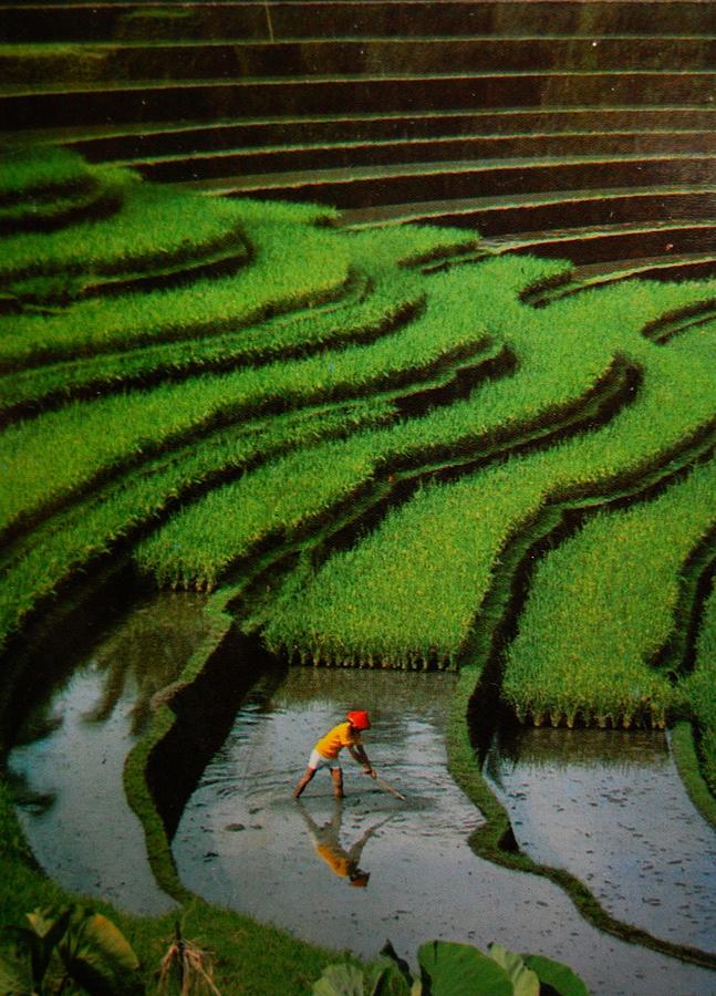Rice Fields-Bali Photograph by Duncan Davies