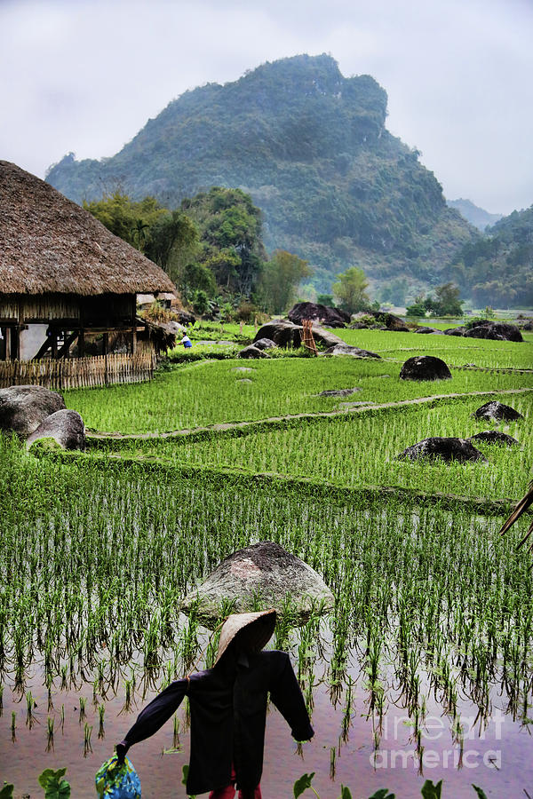 Rice fields Photograph by Chuck Kuhn