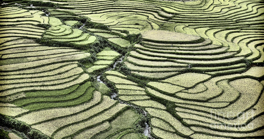 Rice Fields Curves Landscape Vietnam  Photograph by Chuck Kuhn