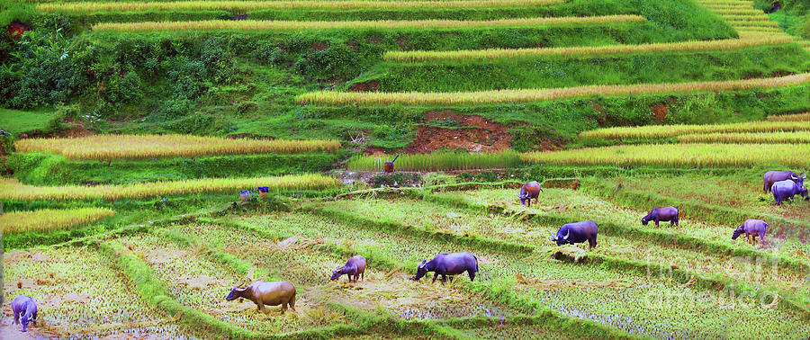 Rice Fields of Asia  Photograph by Chuck Kuhn