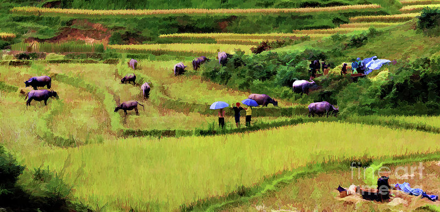 Rice Fields of Sapa Vietnam  Photograph by Chuck Kuhn