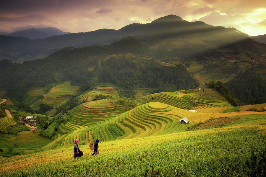 Rice fields on terraced of Mu Cang Chai Photograph by Anek Suwannaphoom