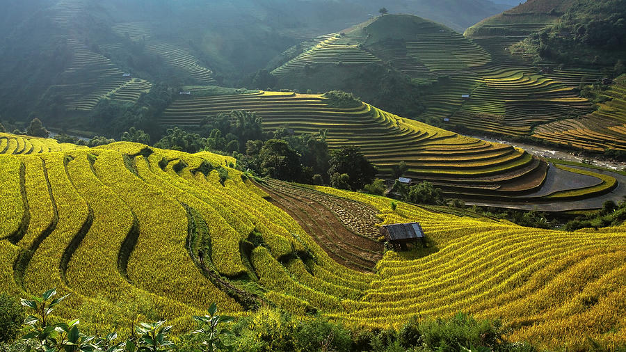 Rice fields on terraced of Mu Cang Chai Photograph by Jakkree ...