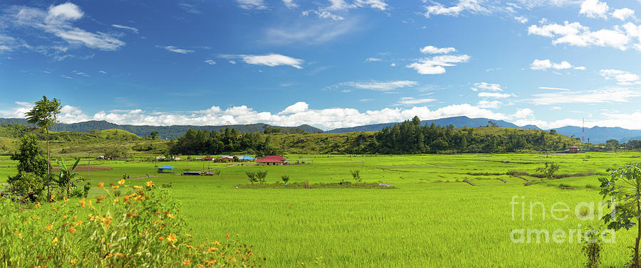 Rice Fields Panorama Photograph