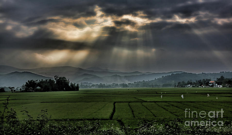 Rice fields rays light  Photograph by Chuck Kuhn