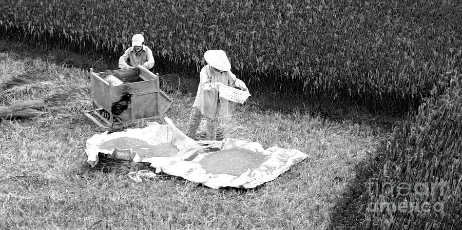 Black White Photograph - Rice Harvest BW Vietnam  by Chuck Kuhn