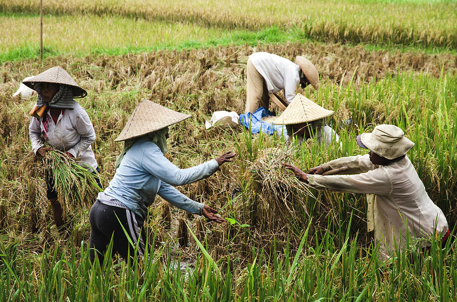 Rice harvest Photograph by Javier Sanchez de la vina - Fine Art America