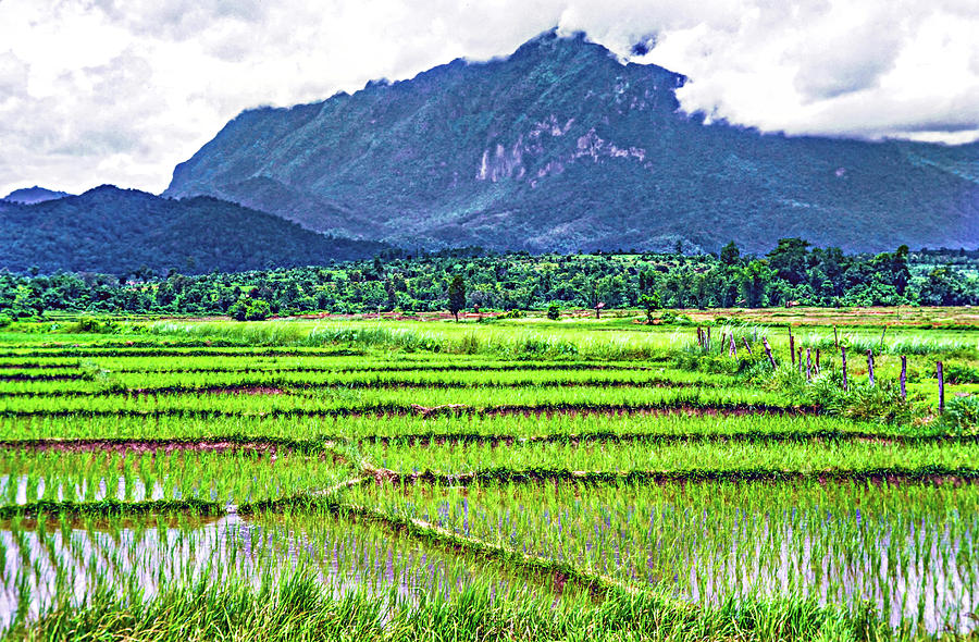 Rice Paddies and Mountains Photograph by Steve Harrington
