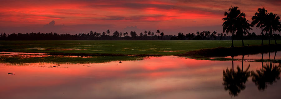 Sunset Photograph - Rice paddies at sunset by Andrew Soundarajan