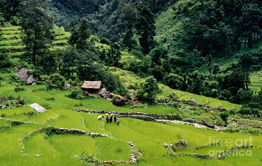 Rice Paddies Photograph by Suzanne Luft
