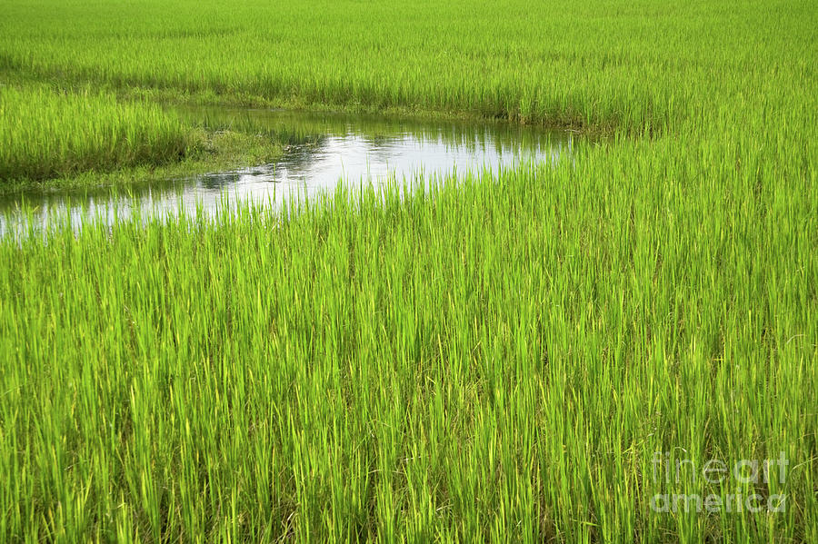 Rice Paddy Field in Siem Reap Cambodia Photograph by Julia Hiebaum